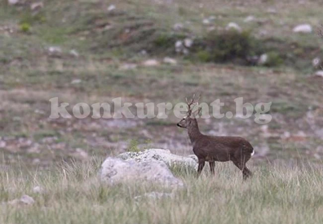 Млад мъж и 2 деца оцелели като по чудо, след удара със сръндака