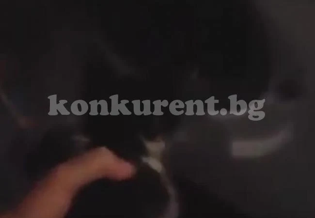 Студенти се записаха как се гаврят с котенце (ВИДЕО 18+)