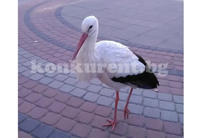 Изоставен щъркел крачи из Лом
