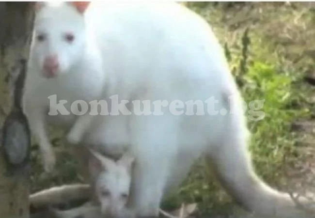 За пръв път у нас! Уникално животно се роди в Бургас