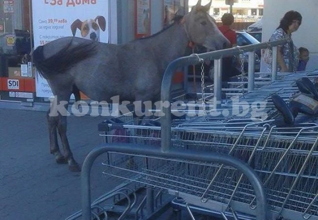 Аз, репортерът: Кон \
