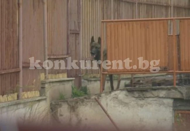 Превърнаха къща във ферма за кучета, животните побъркаха цяло село