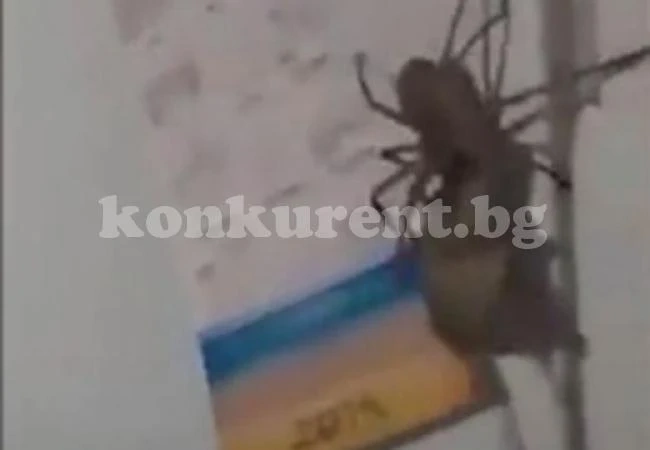ВИДЕО с гигантски паяк изправи косите на хиляди в интернет 
