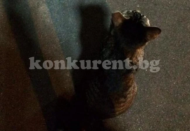 Спипаха клошар, който събира малки котета, за да ги яде