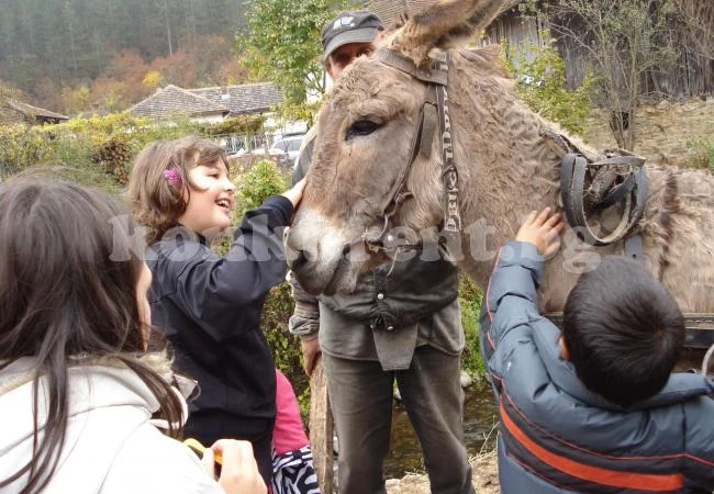 Хлапета се грижиха за животни във ферма