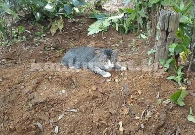 Котка живее вече година на гроба на стопанката си