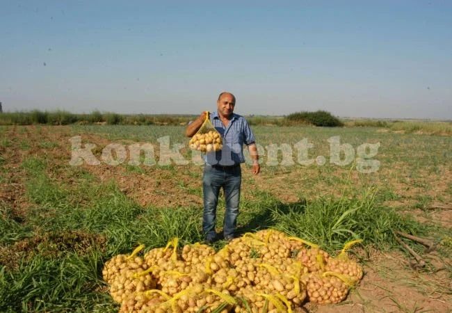 Безработни нахраниха цяло село с картофи