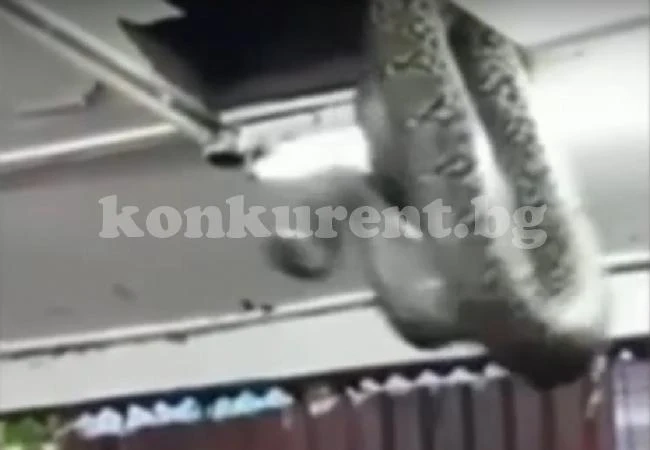 Огромна змия падна от тавана на ресторант (ВИДЕО)
