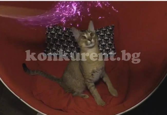Тази котка струва повече от една лека кола! (ВИДЕО)