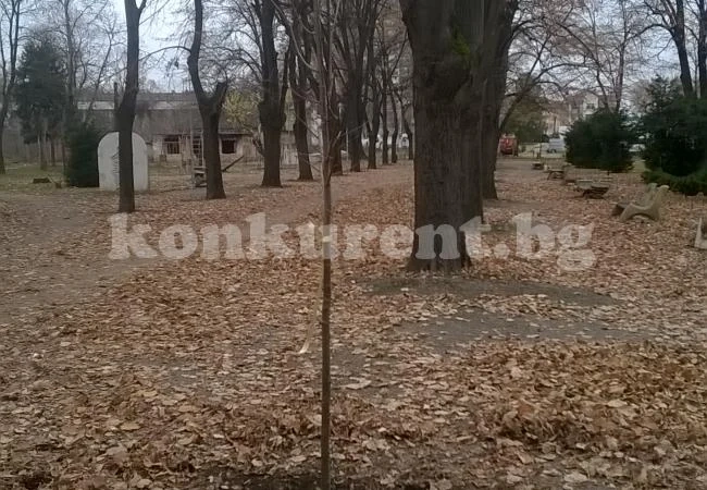 Засадиха 50 нови дръвчета във Видин