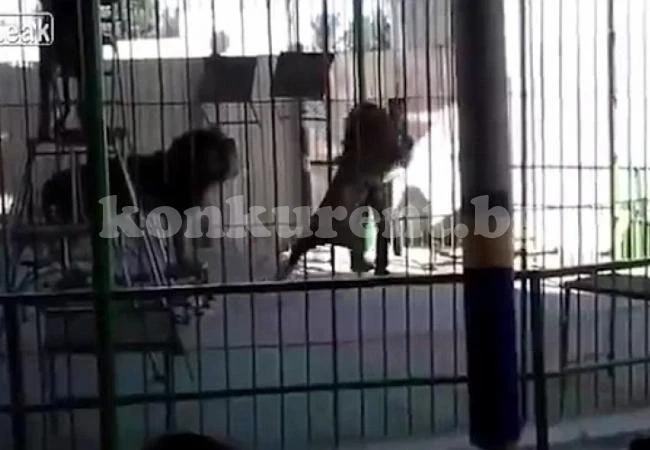 Лъв разкъса до смърт укротител пред ужасени зрители (СНИМКИ/ВИДЕО 18+)