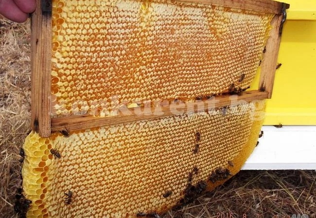 Криминално проявен и синът му задигнаха пчелни пити, хванаха ги