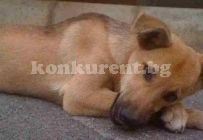 Шокиращо! Мъж изнасили куче и котка