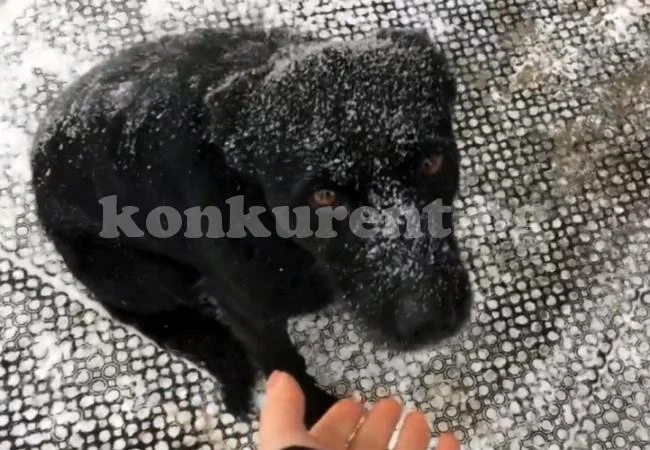 Вярно куче чака починалия си стопанин години наред в пек и студ на едно и също място (ВИДЕО)