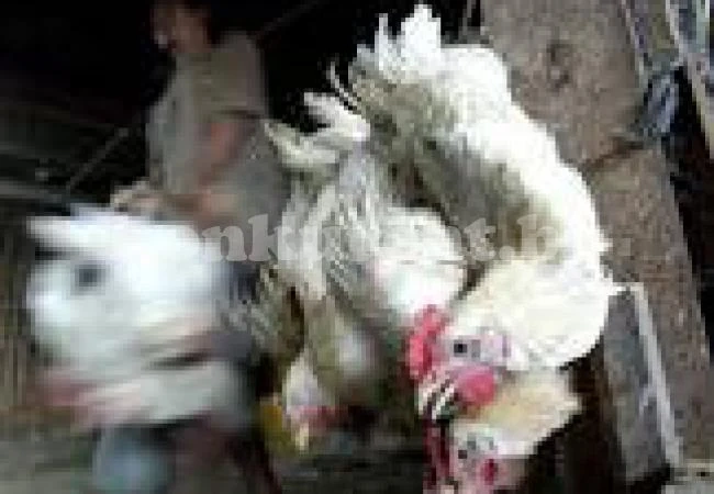 Птичият грип налази и Монтана