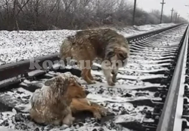Трогателно ВИДЕО разтърси интернет! Куче направи нещо, което малцина хора биха извършили