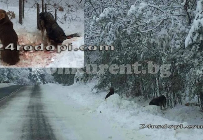 Жестоко: Изгладнели псета изядоха кон