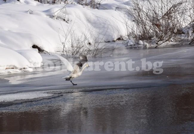 РИОСВ – Враца участва в 41-ото среднозимно преброяване на водолюбивите птици