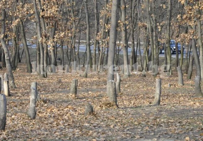 Наглеци режат дървета край Козлодуй