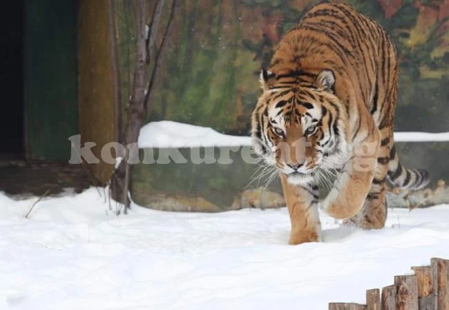 100 кила пържоли на ден изчезват в зоопарка