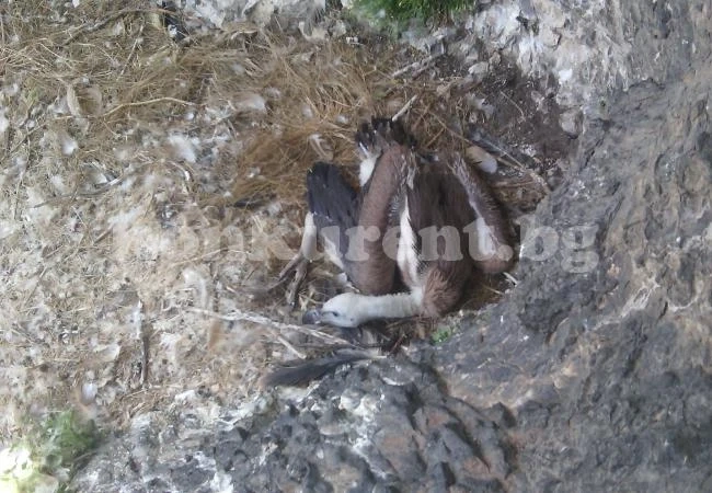 Белоглавите лешояди във Врачанския балкан вече гнездят
