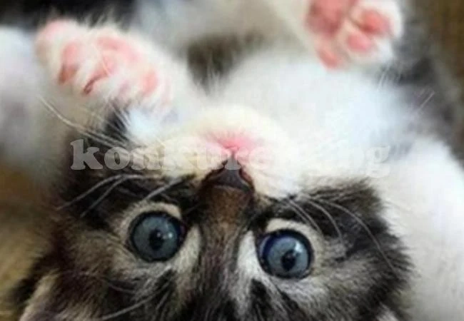 Учебник шокира със съвет: Деца, задушавайте котета!