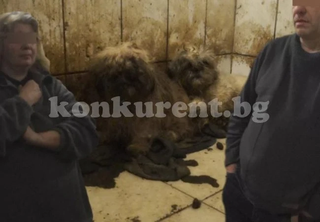 Ужасяващи кадри от развъдник за скъпи породи кучета (СНИМКИ 18+)
