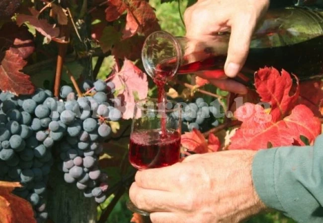 В Козлодуй организират конкурс за мезе и вино