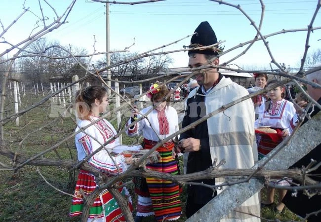 Явор Хайтов зарязва лози край Враца