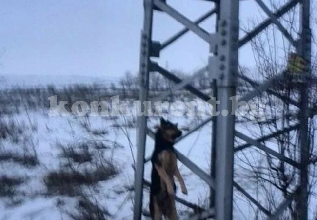 Изроди обесиха куче на електрически стълб