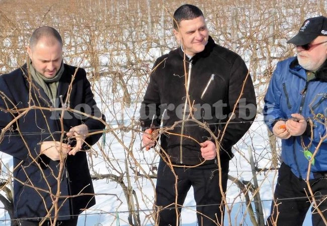 Кмет и депутат зарязаха лозите в Оряхово