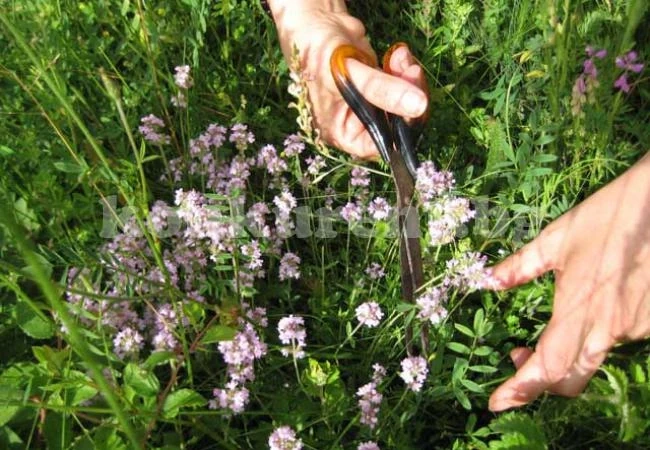 РИОСВ – Враца разпредели квотите за лечебни растения