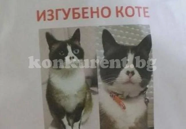 Помогнете! Търси се изгубено коте, собствениците обявиха награда