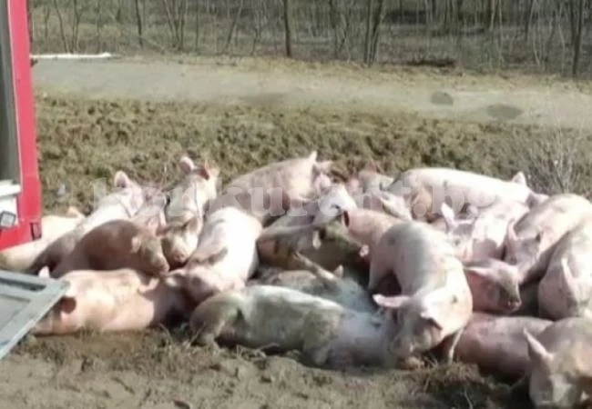 Камион изсипа 100-тина прасета след катастрофа край прочуто село (СНИМКА)