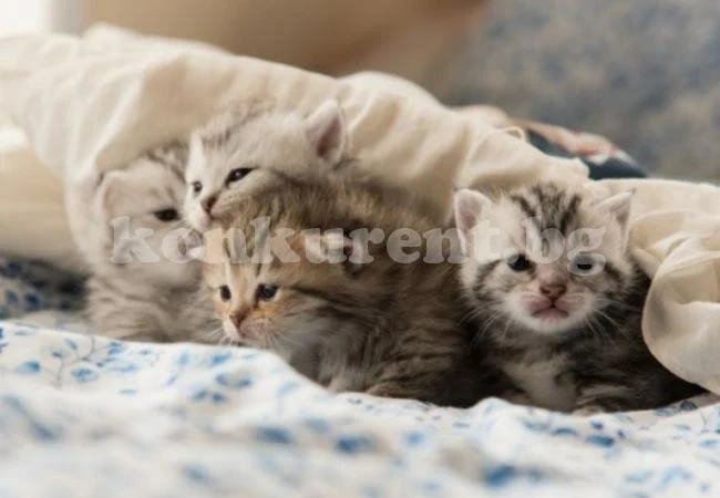 Ще си купите ли парфюм, ухаещ на малки котенца?