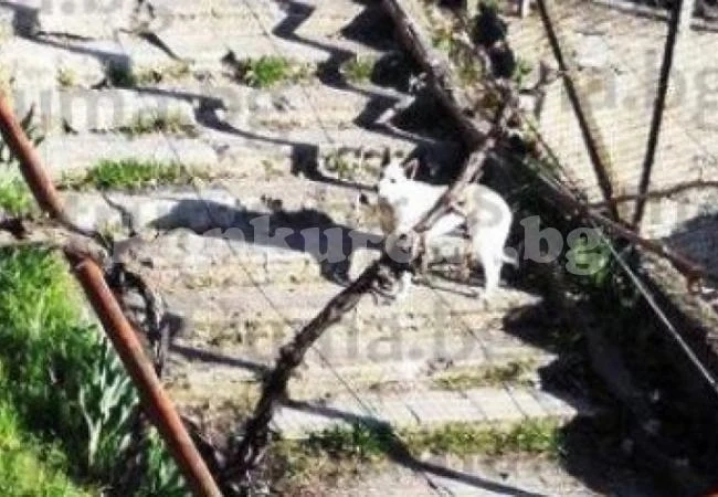 Трогателна история за верността! Куче втора година чака починалата си стопанка в двора на къщата й
