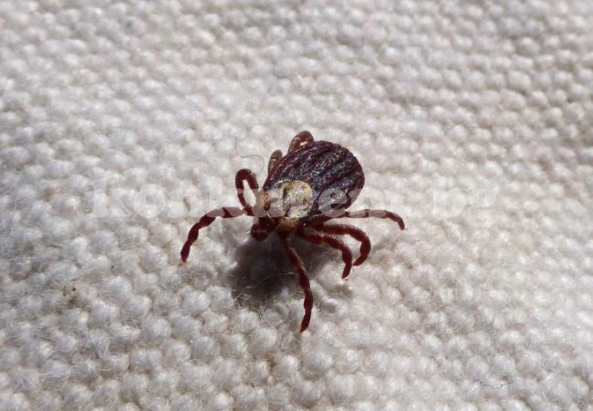 Това са най-хитрите трикове, благодарение на които няма да се превърнете в жертва на кърлежи