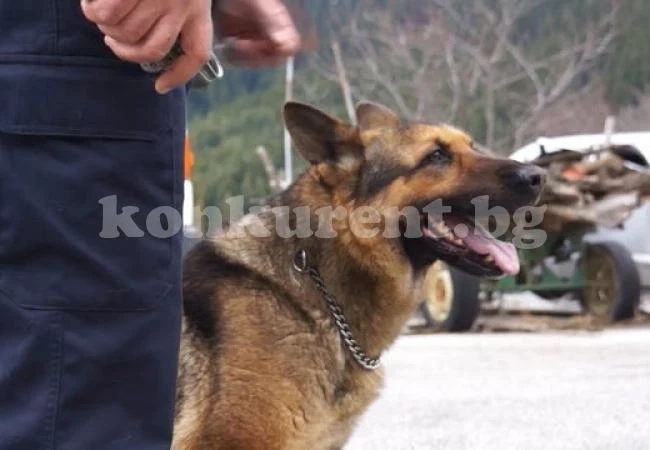 Баба отиде за гъби, търсиха я под дърво и камък