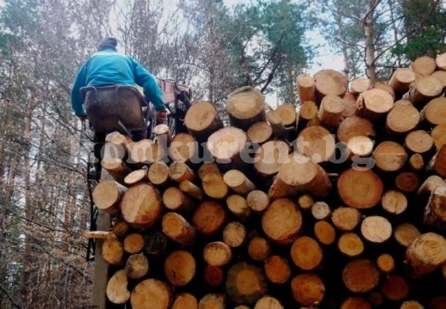 Хора в зелени дрехи масово тарашат горите, причината е...