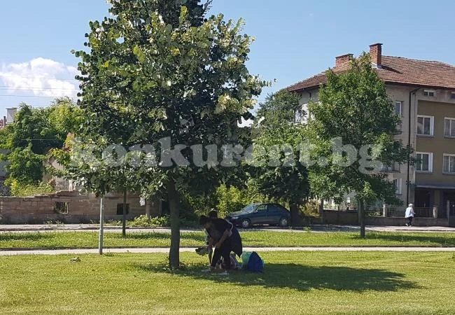 Глобяват до 100 лв. берящите липов цвят в Мездра, които кършат клони