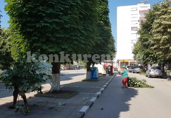 Оформят короните на дърветата в Мездра