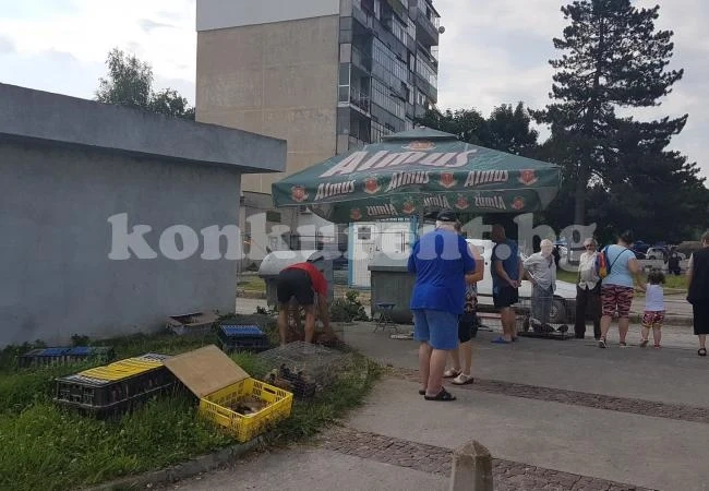 Глобиха търговци за нерегламентирана продажба на животни