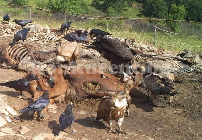 Tри вида лешояди във Врачанския балкан