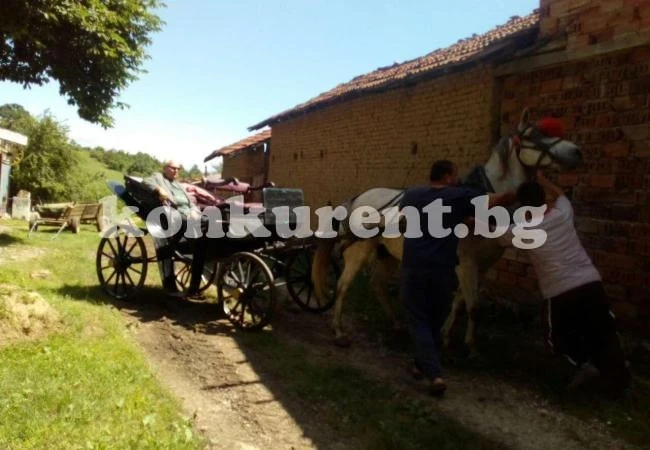 Жребец препъна купуването на файтон на бай Анко
