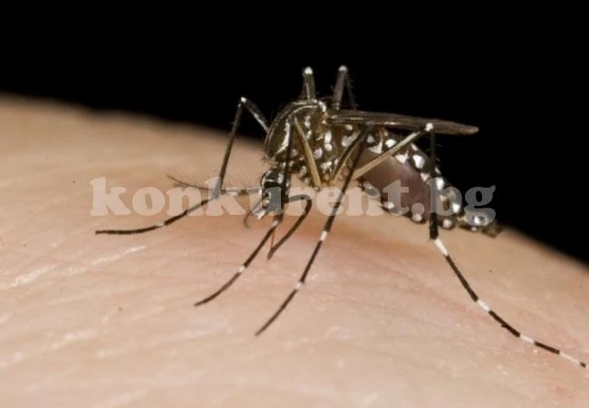 Чистачка загуби ръка и двата си крака след ухапване от комар