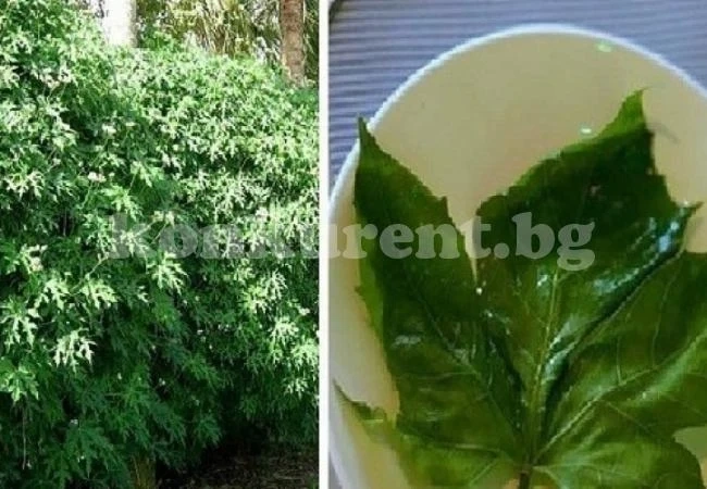 Растението, наречено \