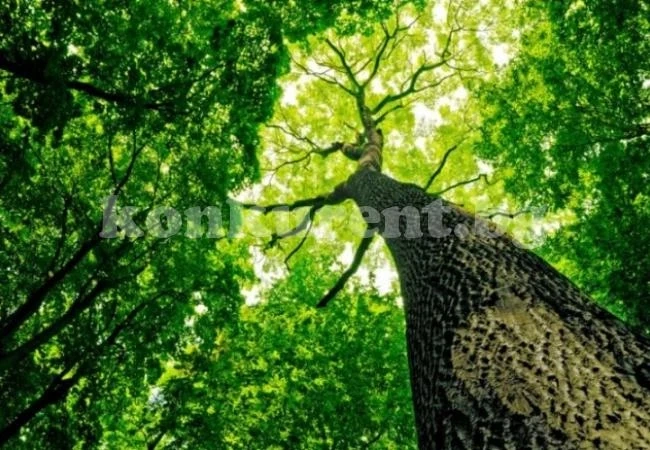 20 000 дървета убийци дебнат из цялата страна