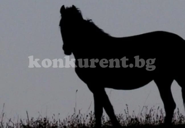 Кажете накъде е обърната главата на коня и ще разберете неподозирани неща за себе си