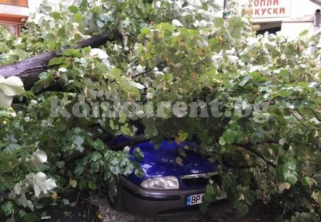 Буря изпочупи дървета във Враца