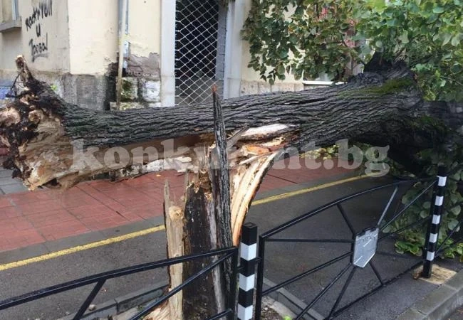Екипи на БКС отстраняват паднали дървета и клони след бурята във Враца /СНИМКИ/